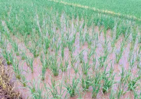 一场及时雨，禾苗润甘露。