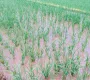 一场及时雨，禾苗润甘露。