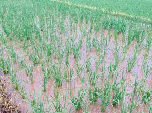 一场及时雨，禾苗润甘露。