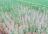 一场及时雨，禾苗润甘露。