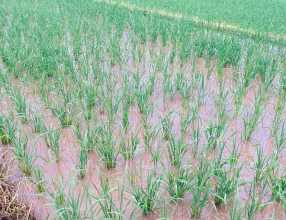 一场及时雨，禾苗润甘露。